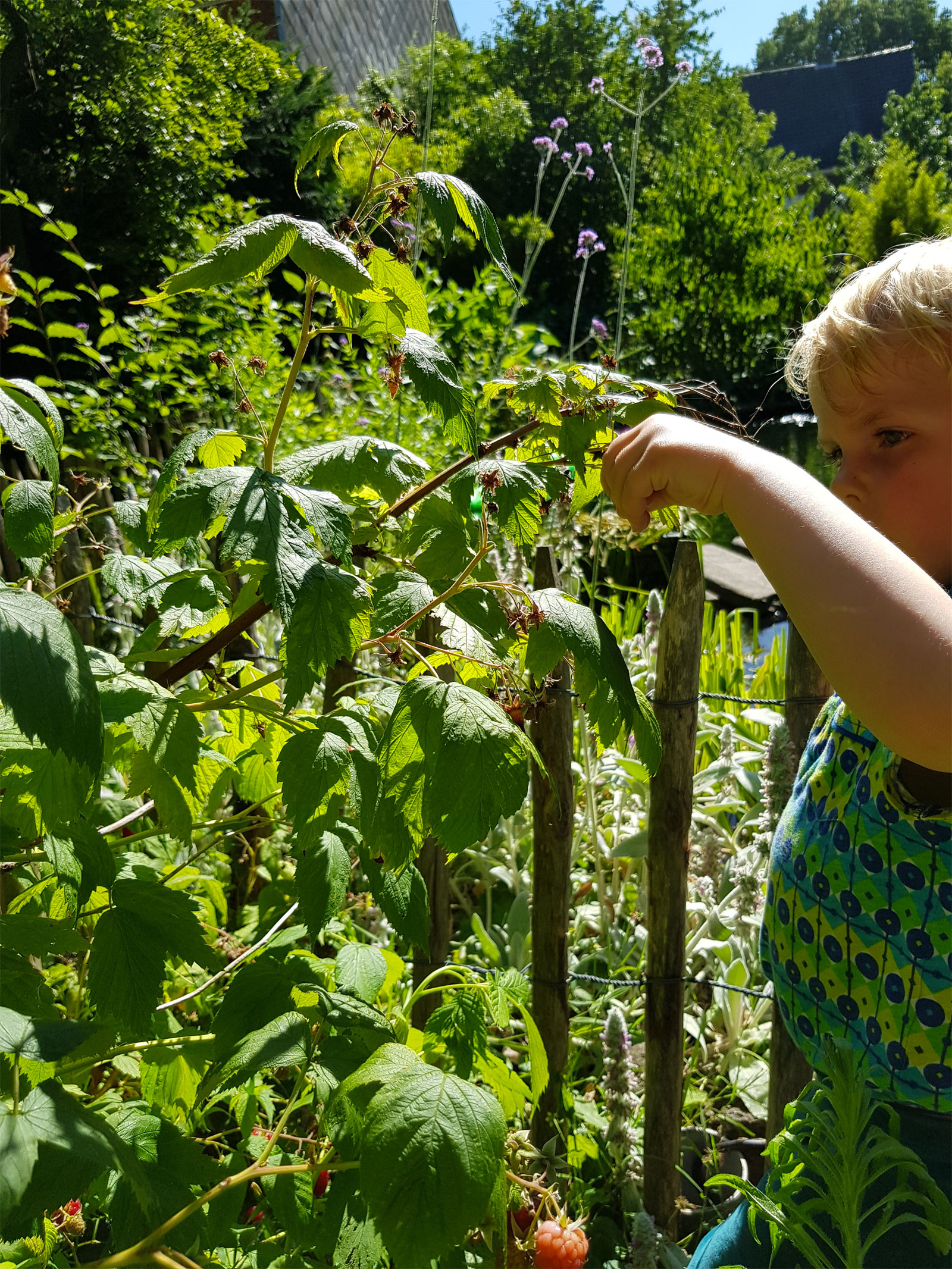 kindvriendelijke pluktuin